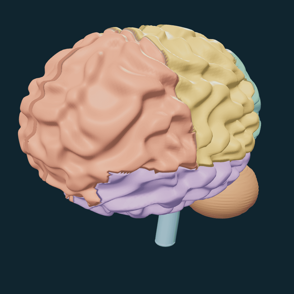 Modelo 3D do cérebro humano, com lobos coloridos, cerebelo e tronco encefálico.