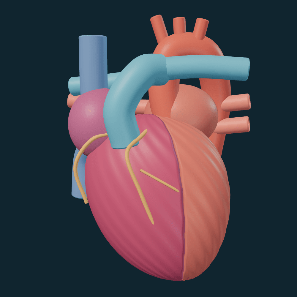 Modelo 3D do coração humano, com suas câmaras e grandes vasos coloridos.